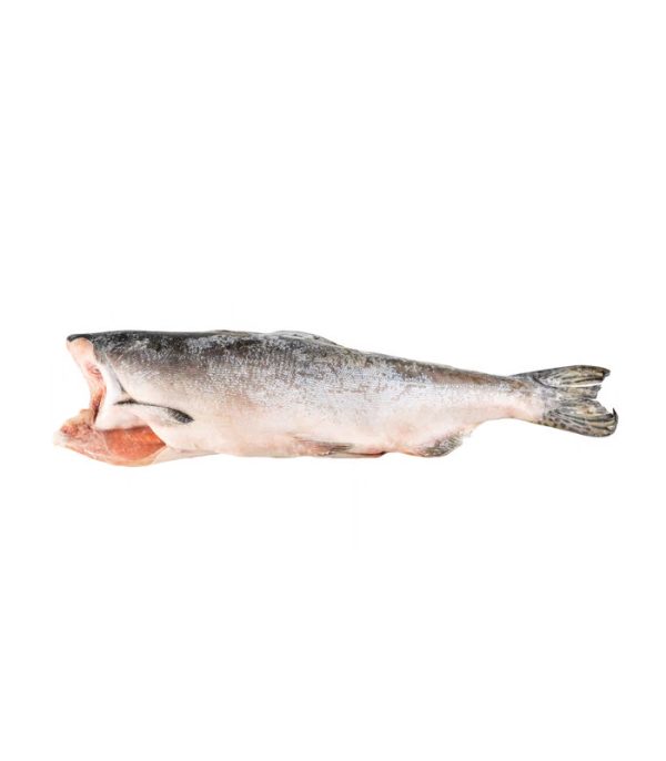 Pink (Hump-Back) Salmon